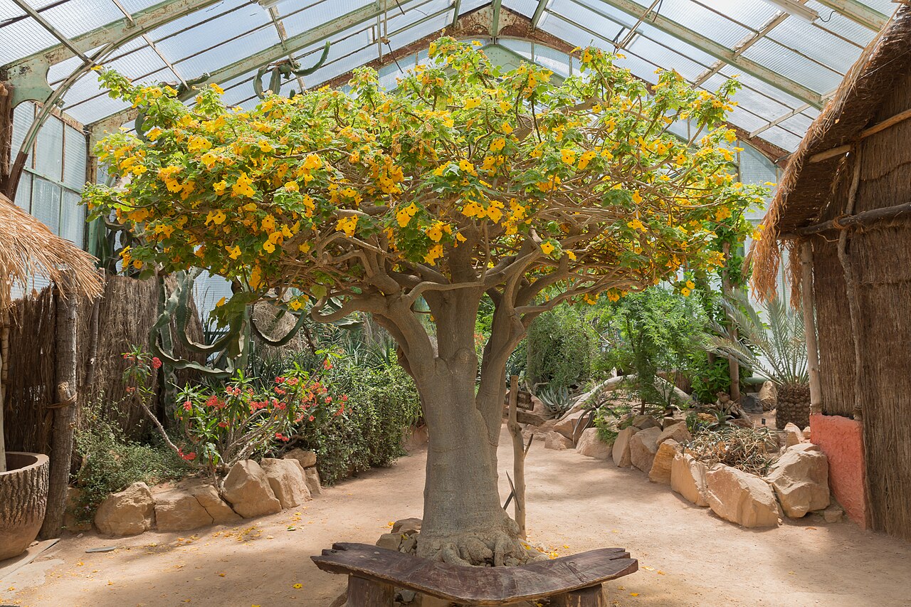 Mouse trap tree: Uncarina grandidieri in the jardin botanique de Lyon, France.