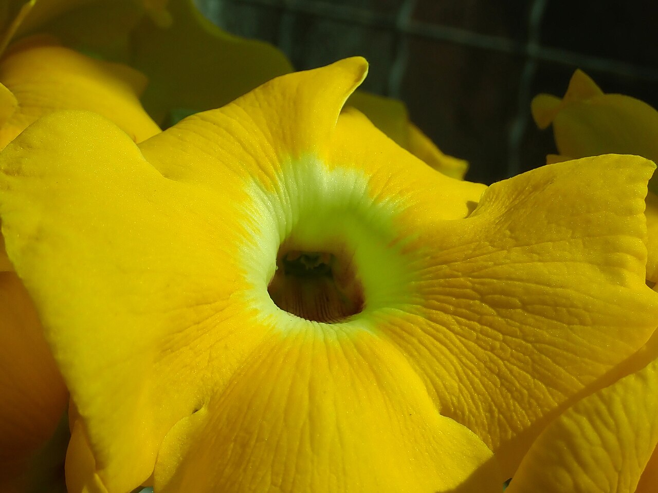 Uncarina ihlenfeldtiana: Uncarina ihlenfeldtiana , Berlin-Dahlem Botanical Garden.