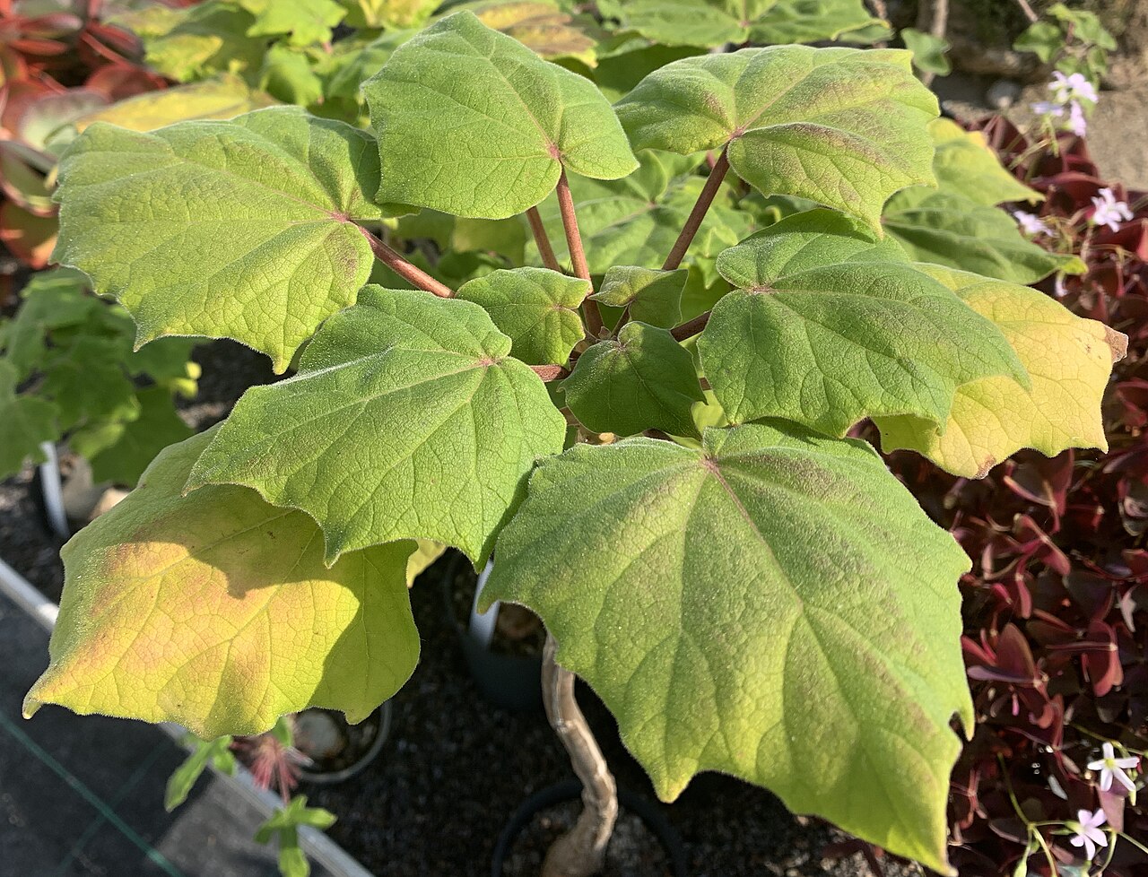 Uncarina ihlenfeldtiana: Uncarina ihlenfeldtiana (145167), im Botanischen Gartens Heidelberg
