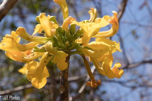 Uncarina leandrii (Uncarina leandrii)