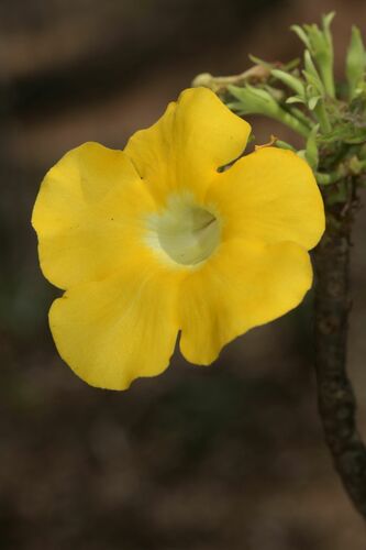 Uncarina leandrii (Uncarina leandrii)