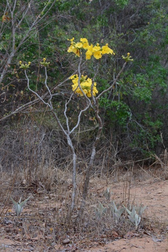 Uncarina leandrii (Uncarina leandrii)
