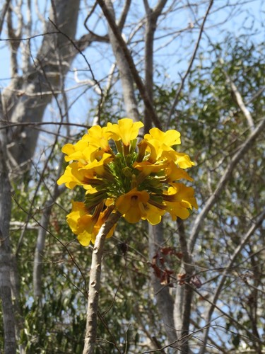 Uncarina leandrii (Uncarina leandrii)