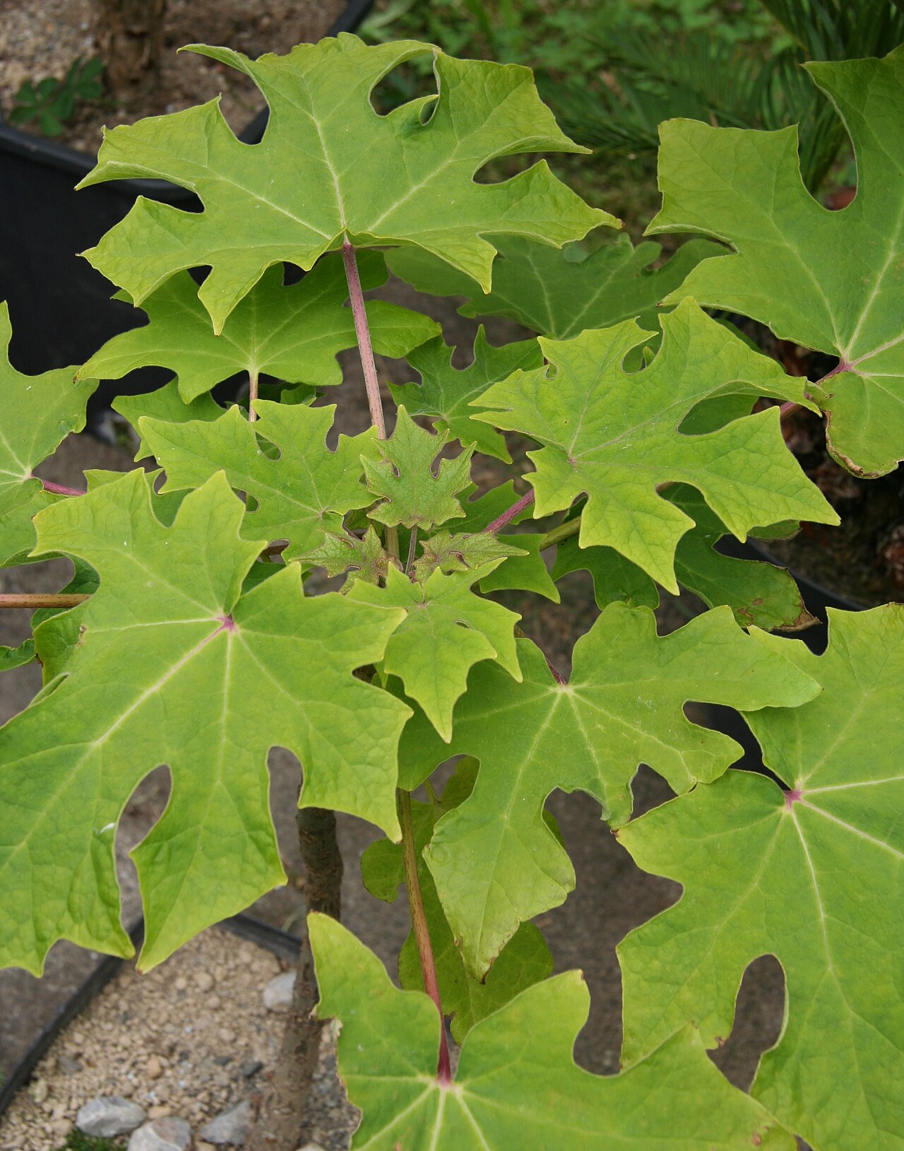 Uncarina leandrii: Uncarina leandrii im Botanischen Garten Bochum