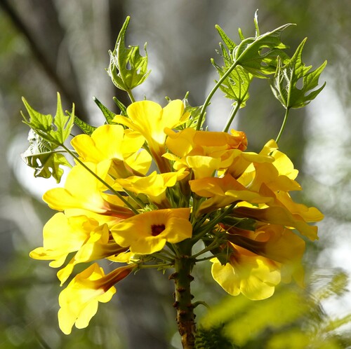 Uncarina leandrii (Uncarina leandrii)