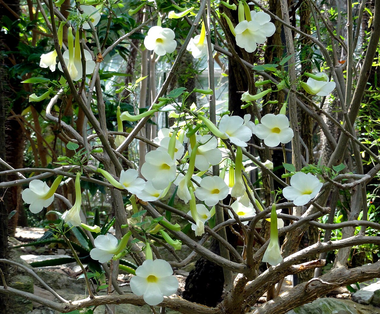 Uncarina leptocarpa: Aufgenommen im Plamengarten Frankfurt