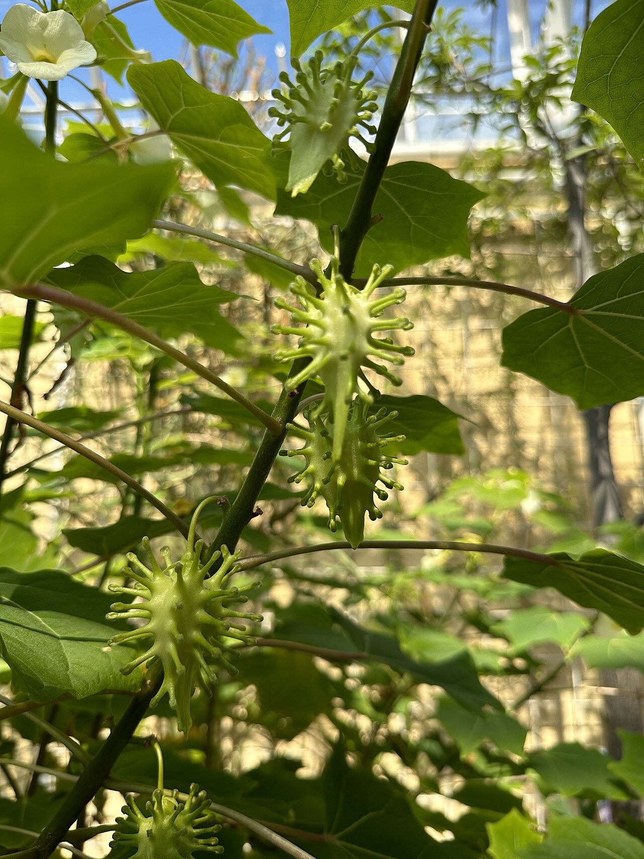 Uncarina leptocarpa: unreife Früchte an Uncarina leptocarpa im Botanischen Garten München