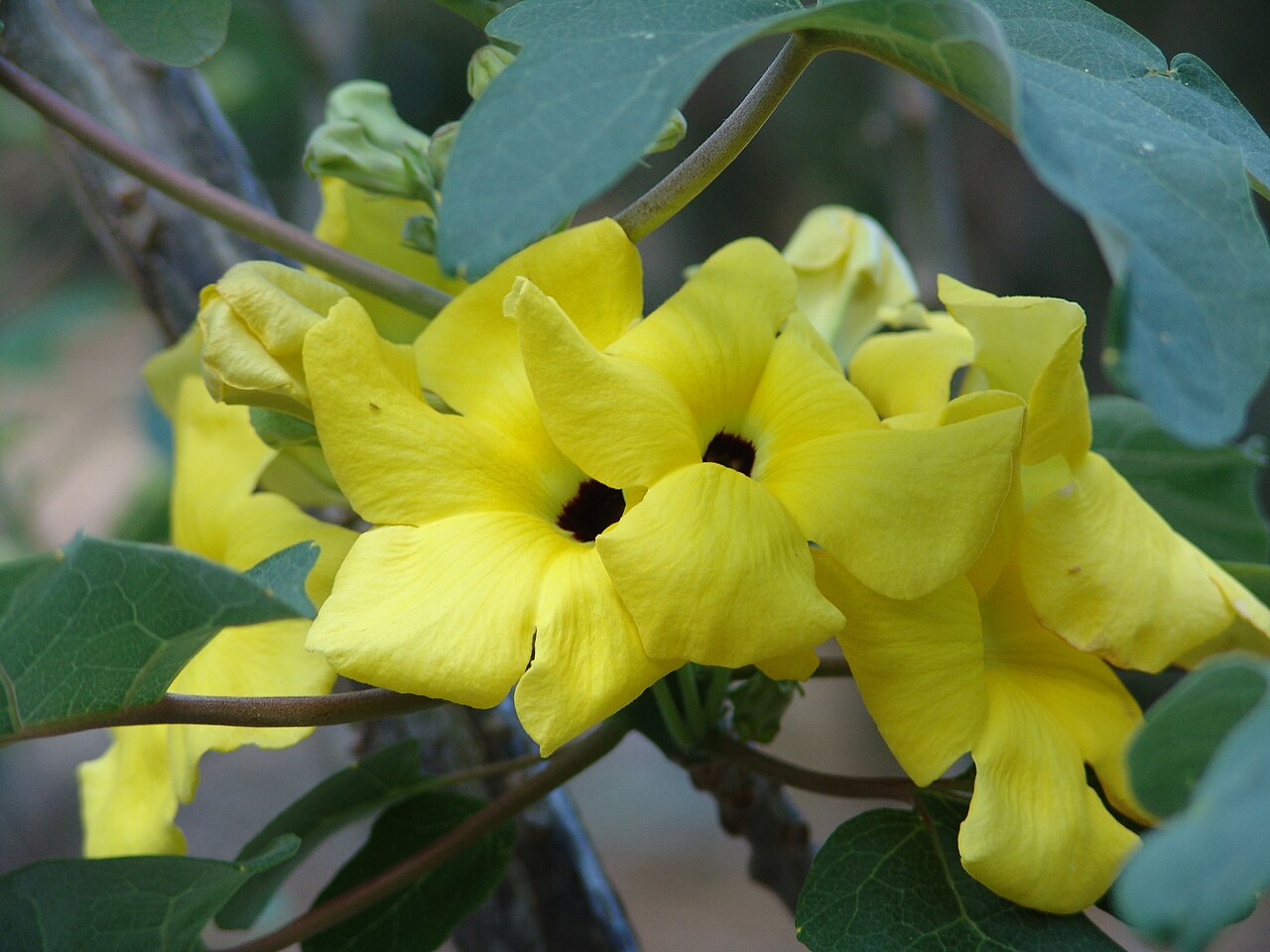 Uncarina peltata: At Koko Crater Botanical Garden, Oahu, Hawaii