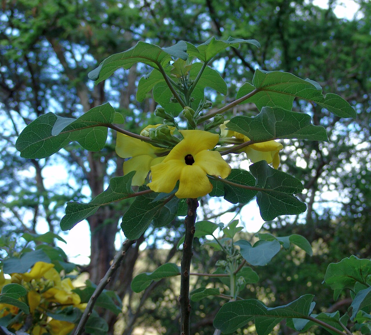 Uncarina peltata: At Koko Crater Botanical Garden, Oahu, Hawaii