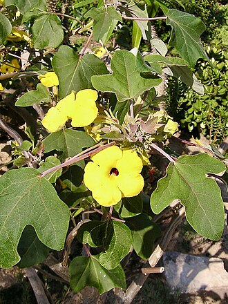 Uncarina peltata: Uncarina peltata. Berggarten Hannover.
