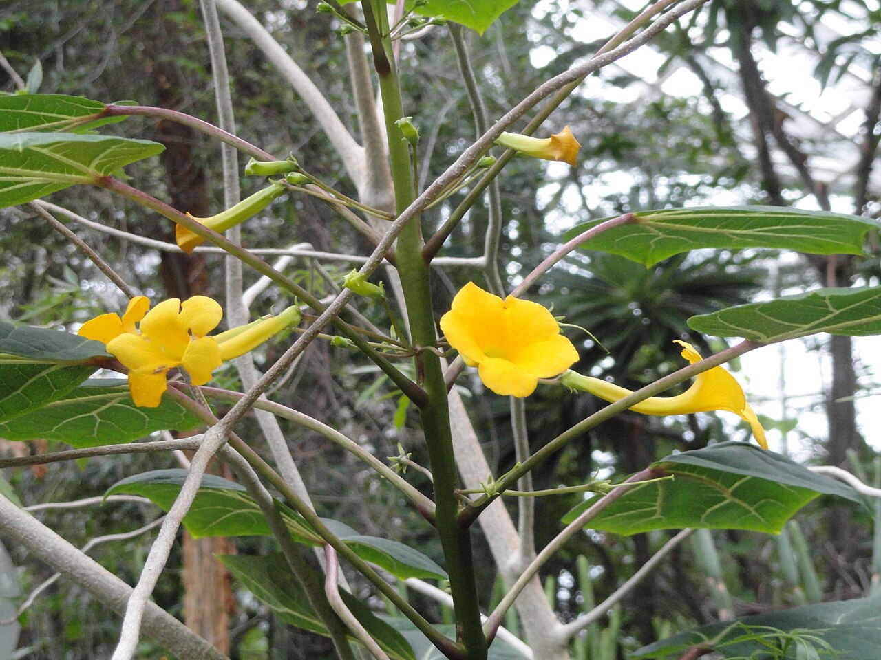 Uncarina perrieri: Botanical specimen in the Palmengarten, Frankfurt am Main, Germany.