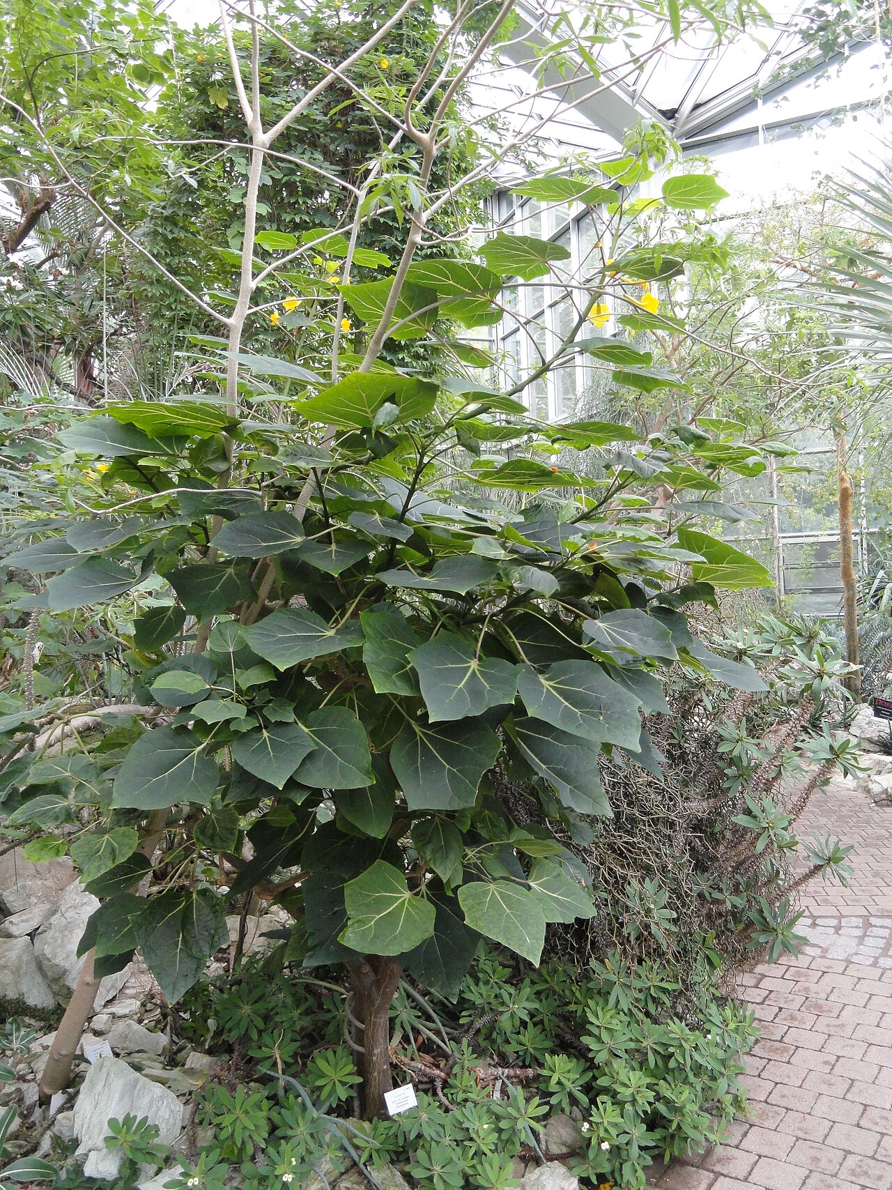 Uncarina perrieri: Botanical specimen in the Palmengarten, Frankfurt am Main, Germany.