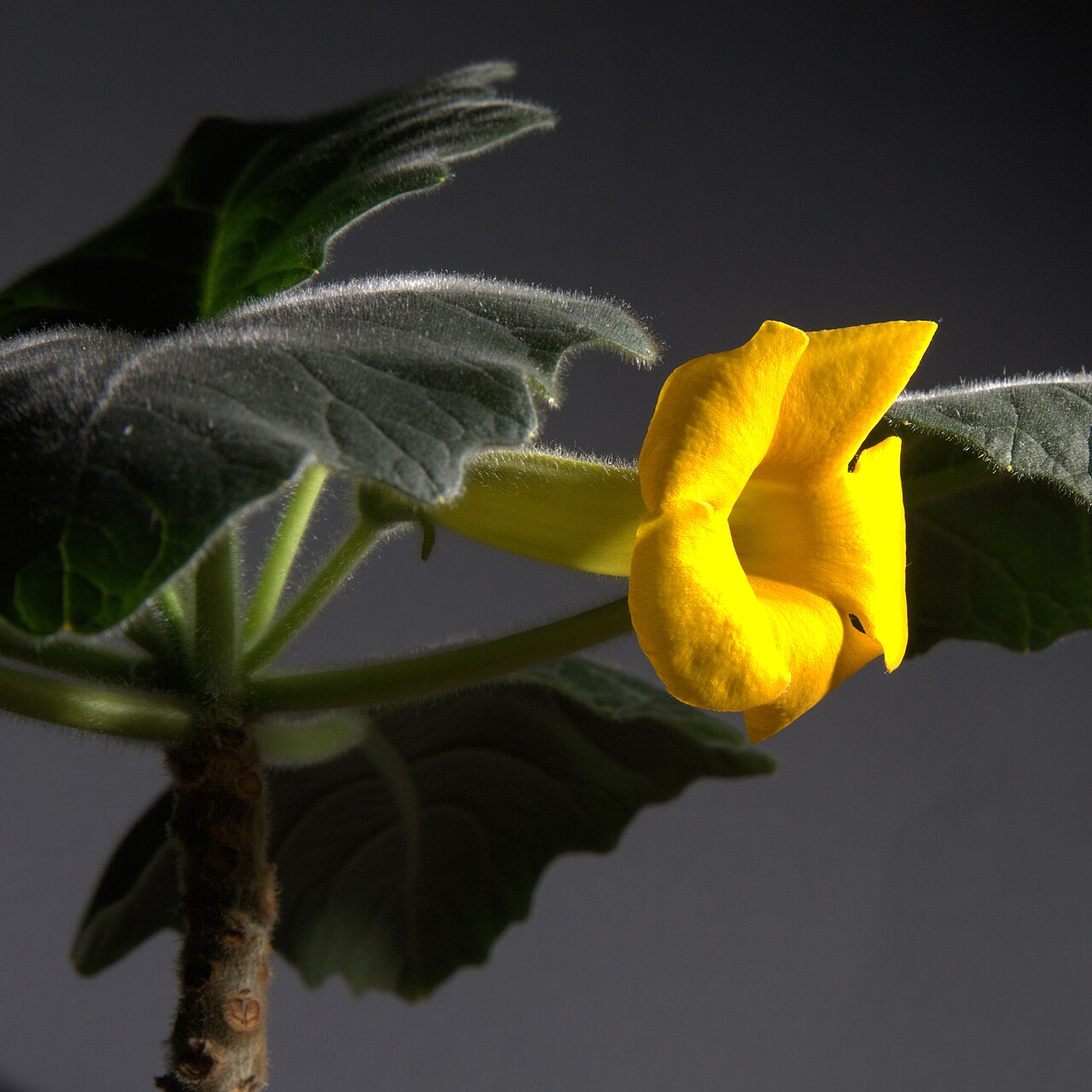 Uncarina roeoesliana: Uncarina roeoesliana