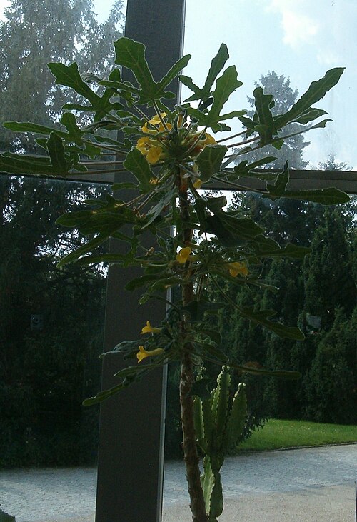 Uncarina roeoesliana: At Botanical Gardens Berlin-Dahlem Species Uncarina roeoesliana'