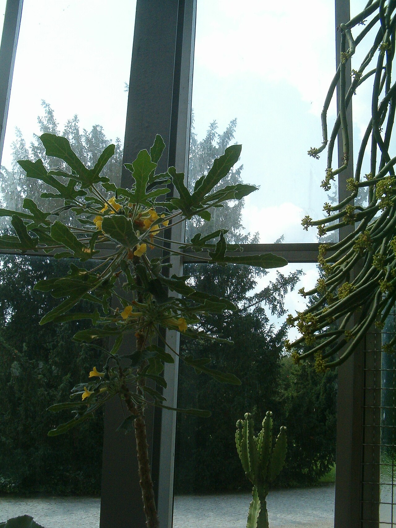 Uncarina roeoesliana: At Botanical Gardens Berlin-Dahlem Species Uncarina roeoesliana'