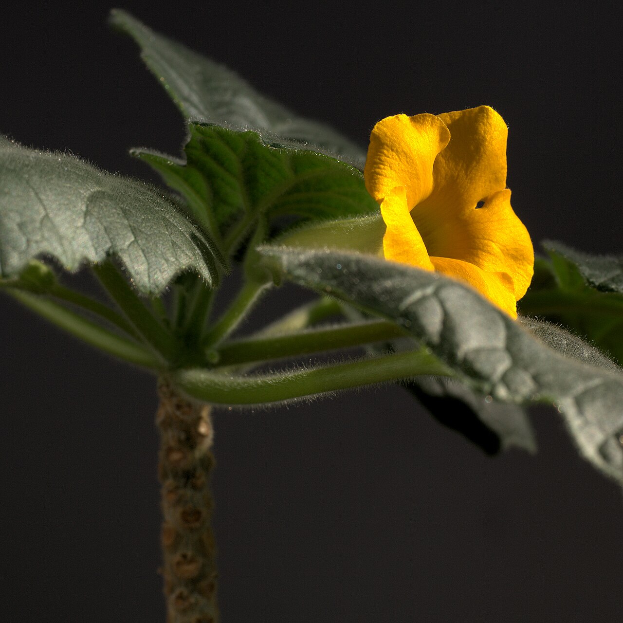 Uncarina roeoesliana: Uncarina roeoesliana