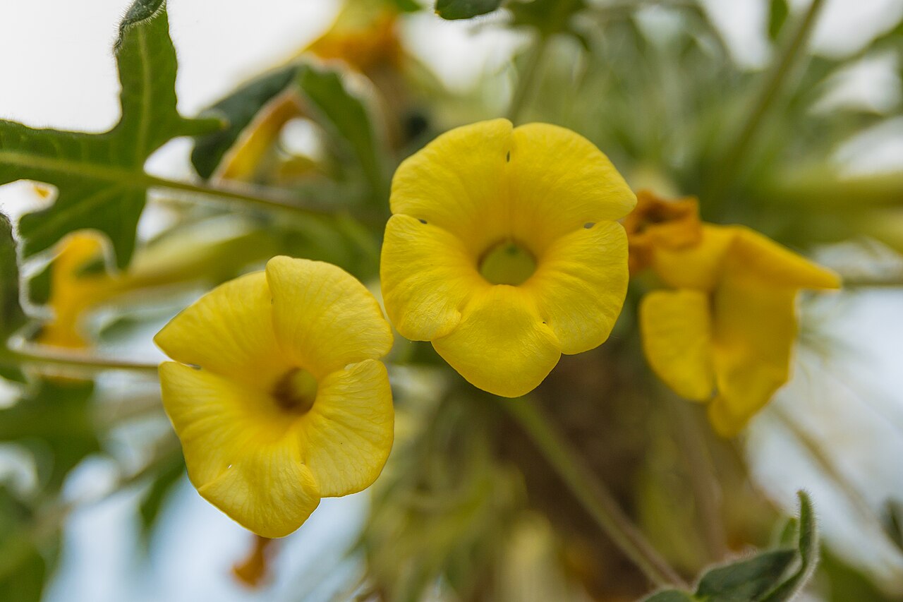 Uncarina roeoesliana: Uncarina roeoesliana in the Lyon Botanical Garden, France.