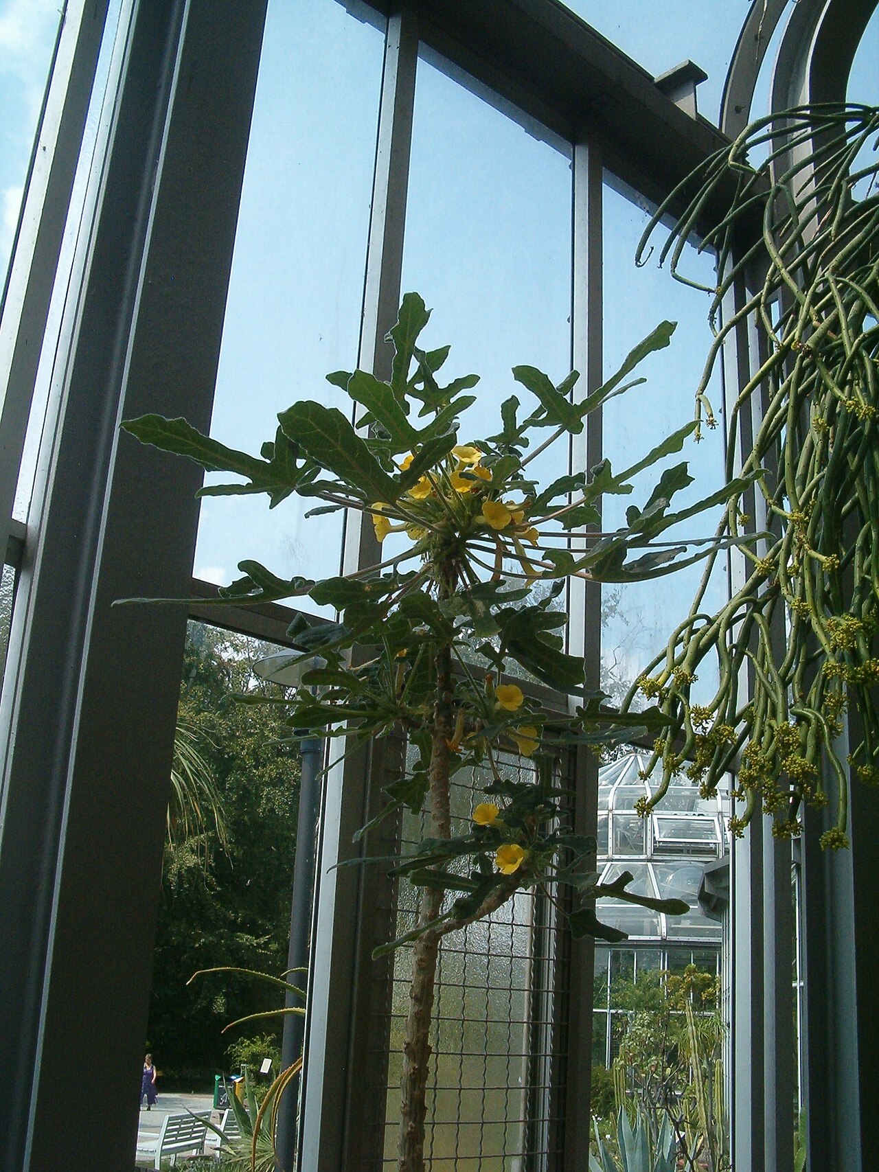 Uncarina roeoesliana: At Botanical Gardens Berlin-Dahlem Species Uncarina roeoesliana'