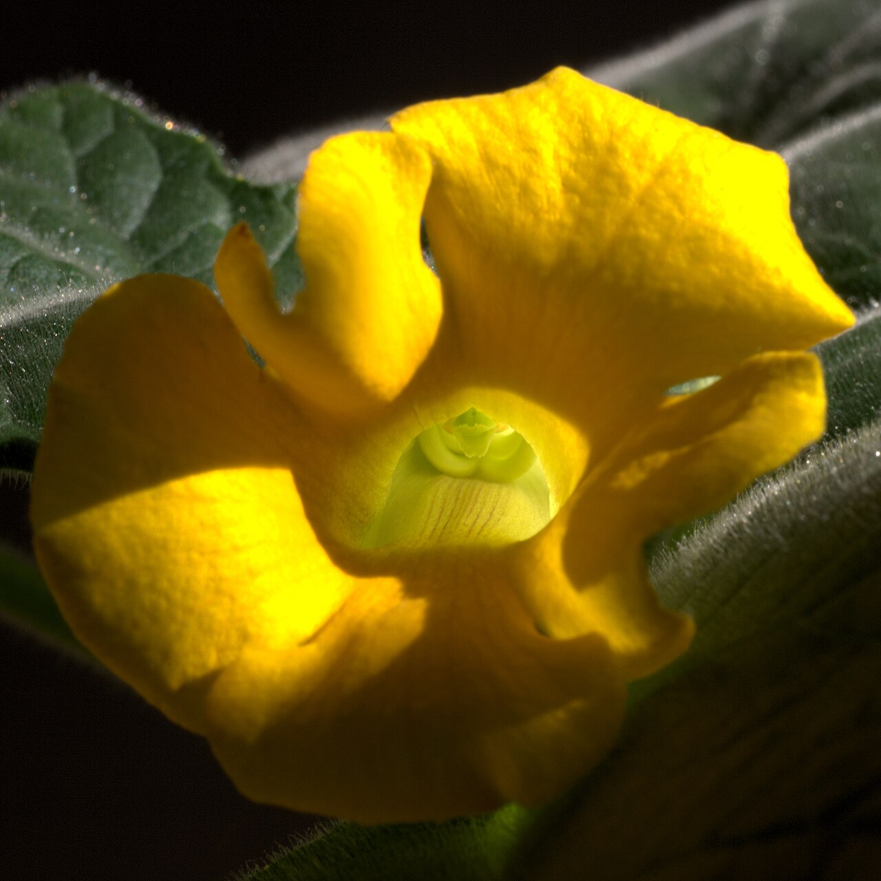 Uncarina roeoesliana: Uncarina roeoesliana