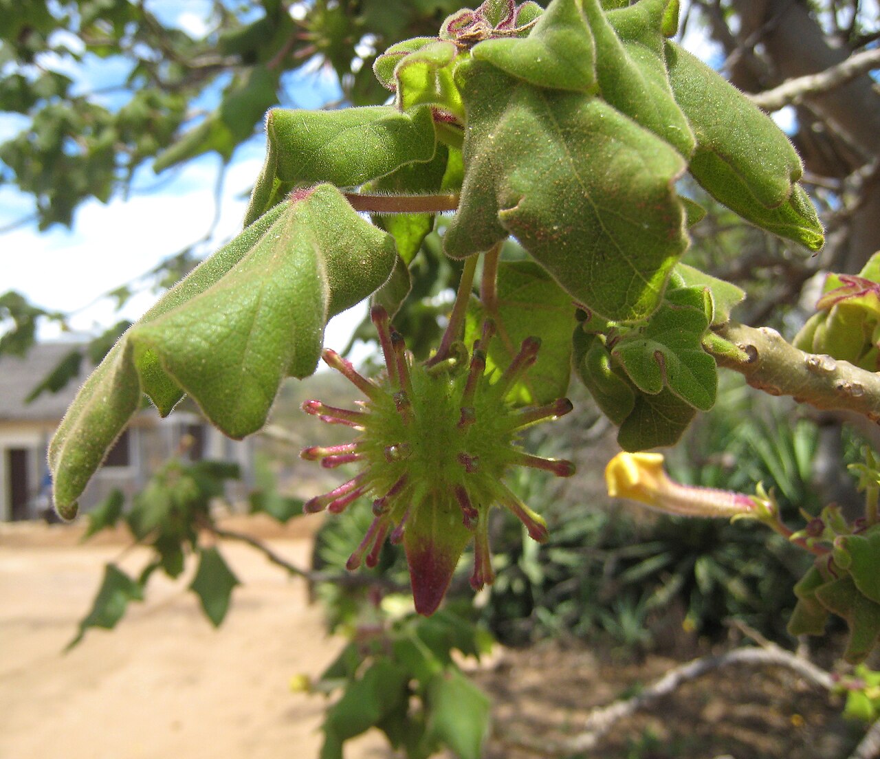 Uncarina roeoesliana: Seed pod of Uncarina roeoesliana at Androhahela National Park in Madagascar