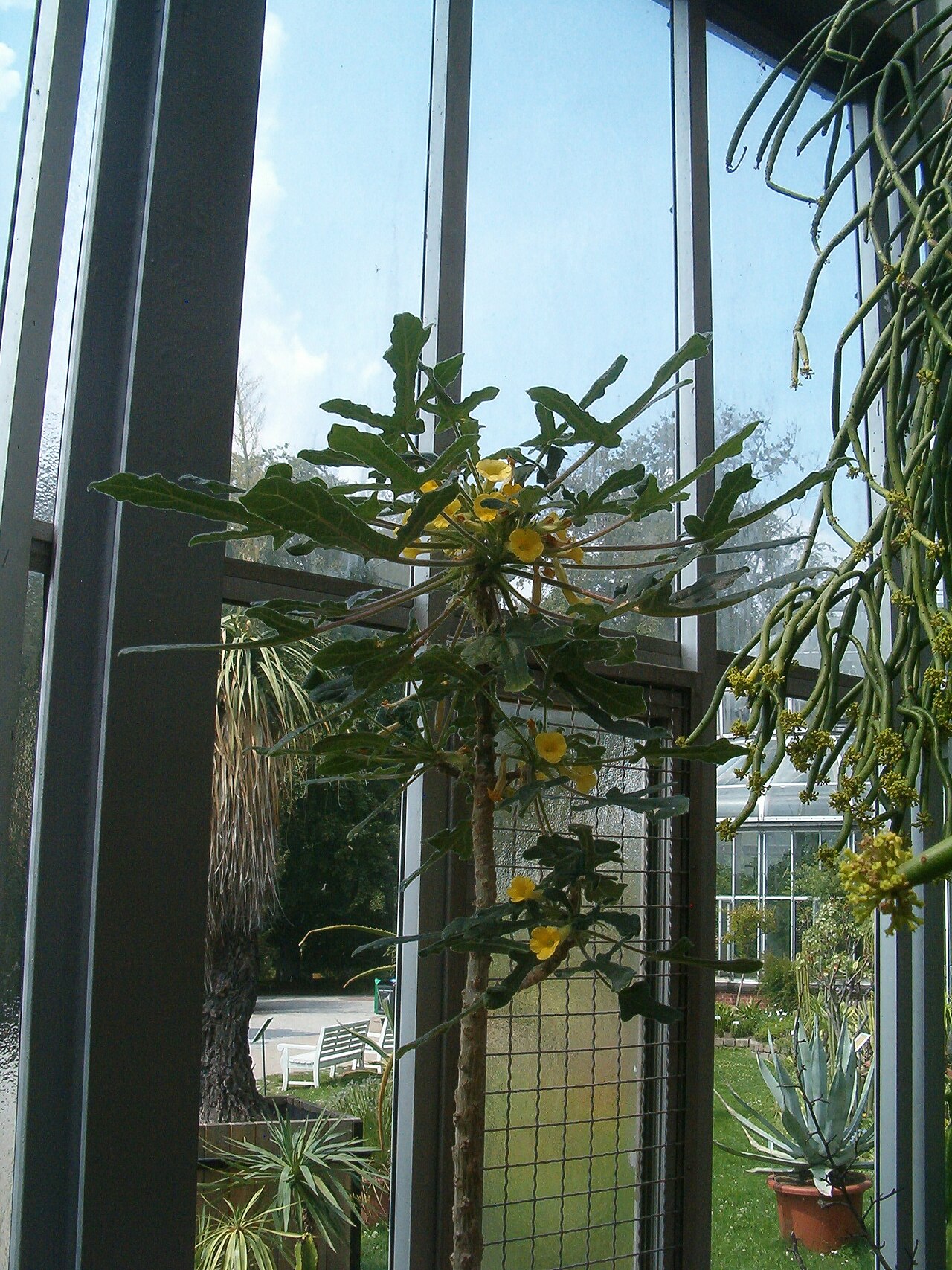 Uncarina roeoesliana: At Botanical Gardens Berlin-Dahlem Species Uncarina roeoesliana'