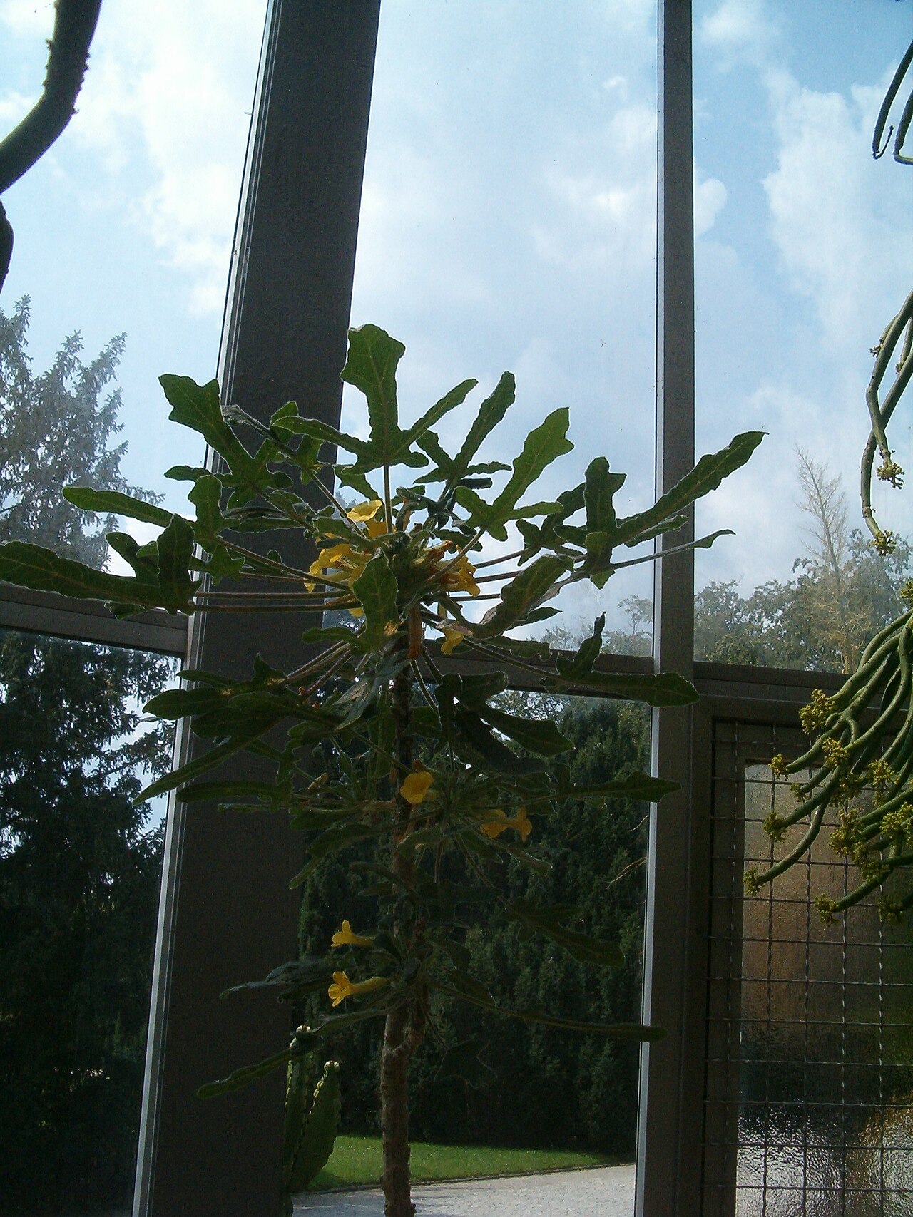 Uncarina roeoesliana: At Botanical Gardens Berlin-Dahlem Species Uncarina roeoesliana'