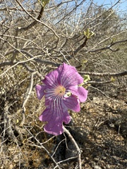 Uncarina stellulifera (Uncarina stellulifera)