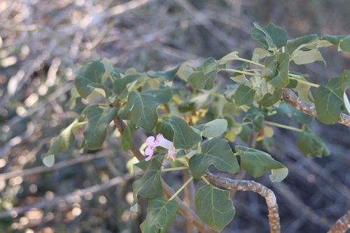 Uncarina stellulifera (Uncarina stellulifera)