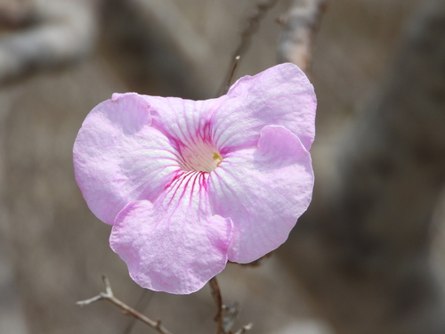 Uncarina stellulifera (Uncarina stellulifera)