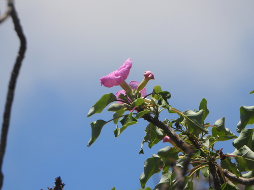 Uncarina stellulifera (Uncarina stellulifera)