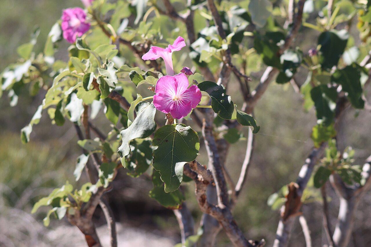 Uncarina stellulifera: Uncarina stellulifera in Madagascar