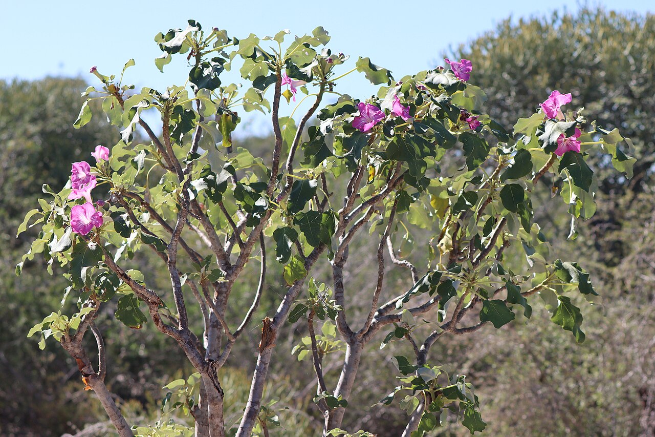 Uncarina stellulifera: Uncarina stellulifera in Madagascar
