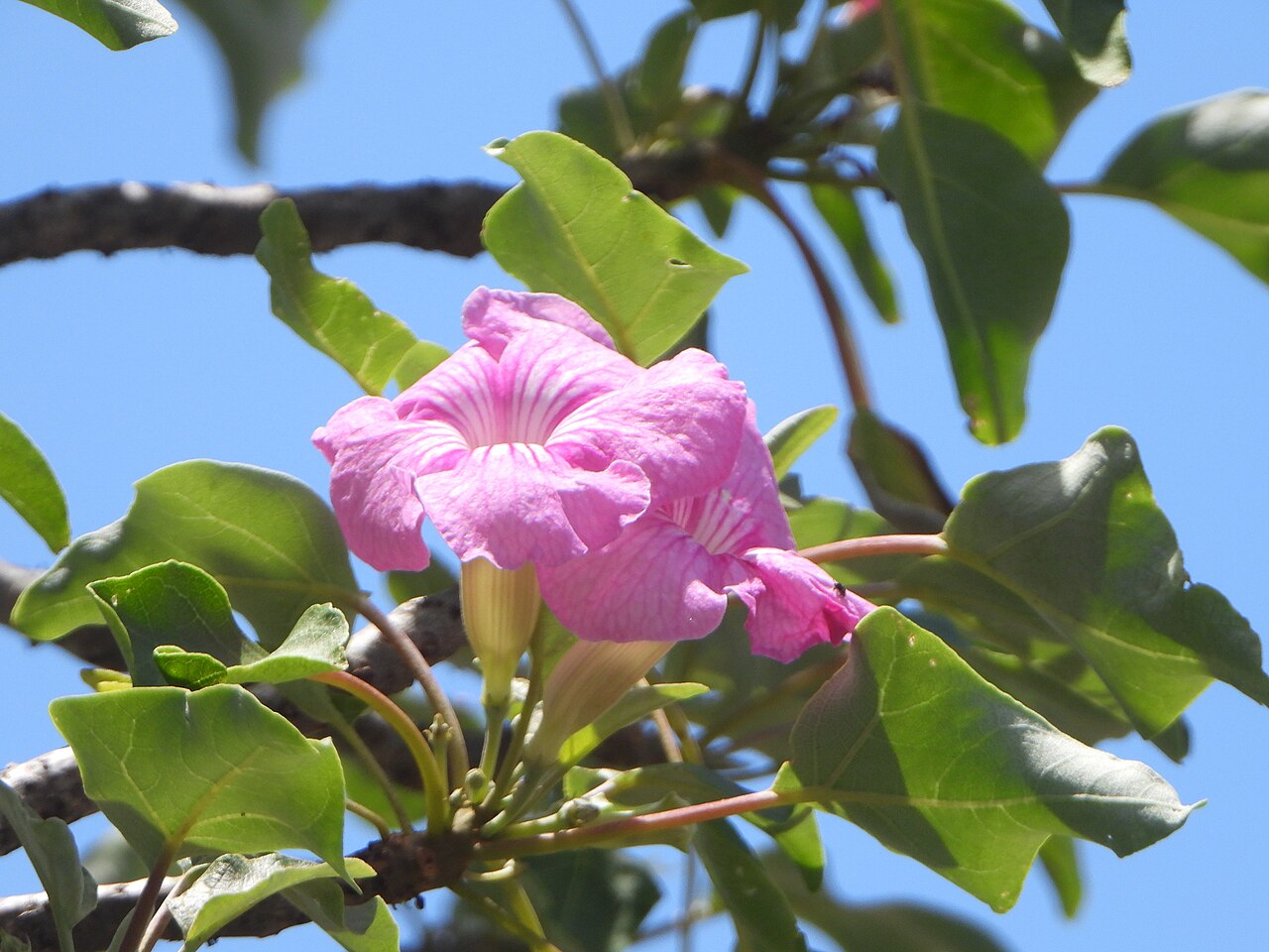Uncarina stellulifera: Uncarina stellulifera in Madagascar