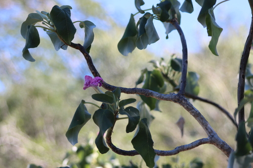 Uncarina stellulifera (Uncarina stellulifera)