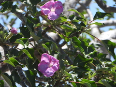 Uncarina stellulifera (Uncarina stellulifera)
