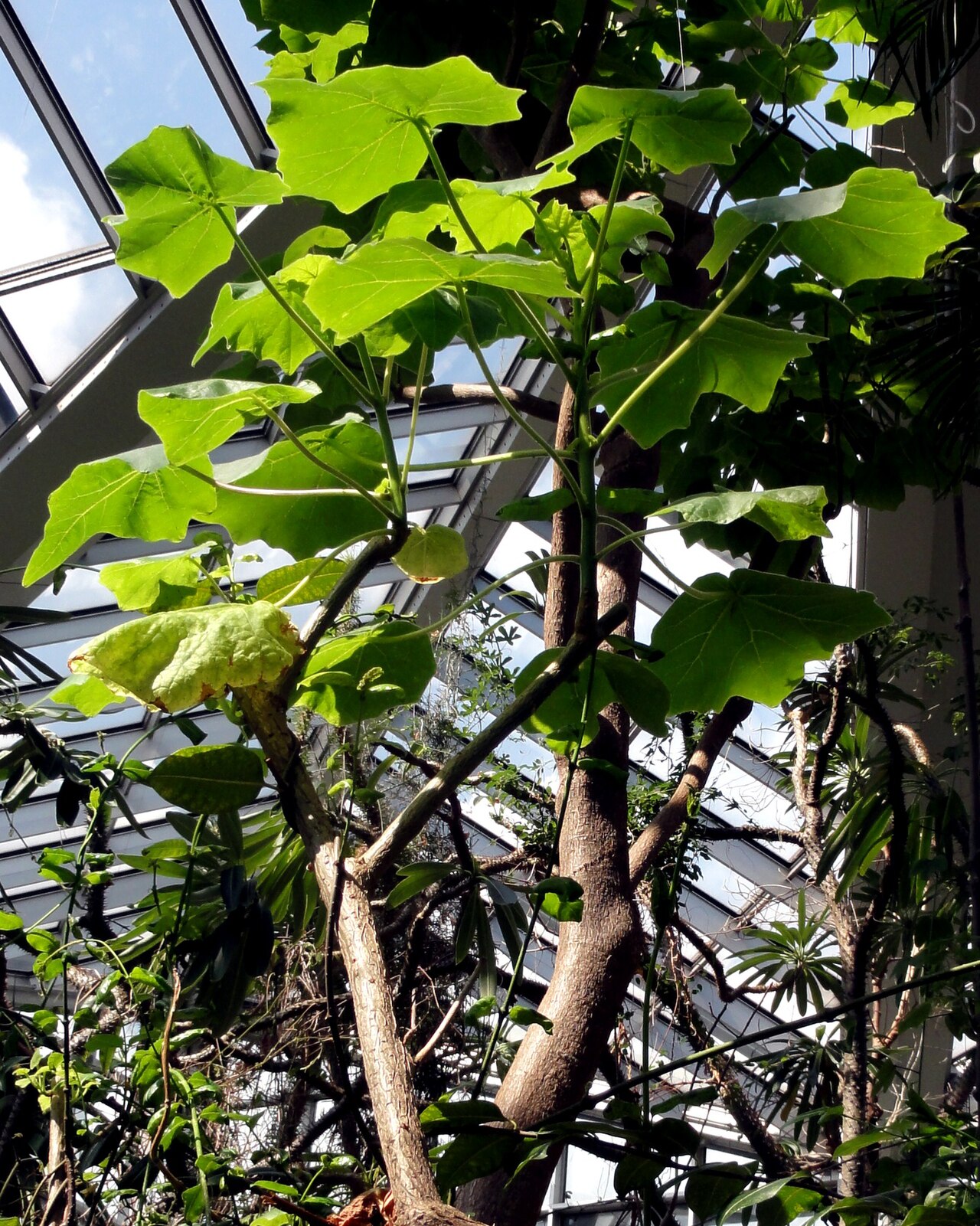 Uncarina turicana: Aufgenommen im Palmengarten Frankfurt