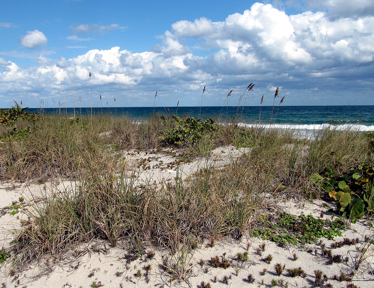 Seaoats: Oat grass (Uniola paniculata) on a sand dune crest at John U. Lloyd Beach State Park, Florida.