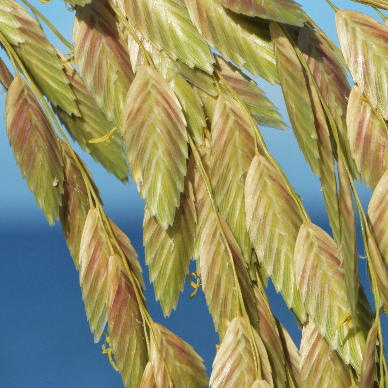 Seaoats: Sea Oats, Uniola paniculata , Sanibel Island, FL, USA