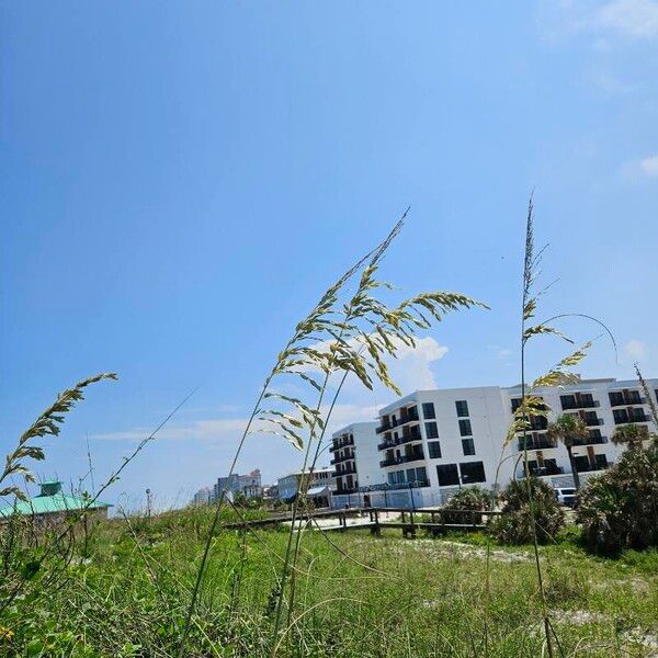 Seaoats (Uniola paniculata)