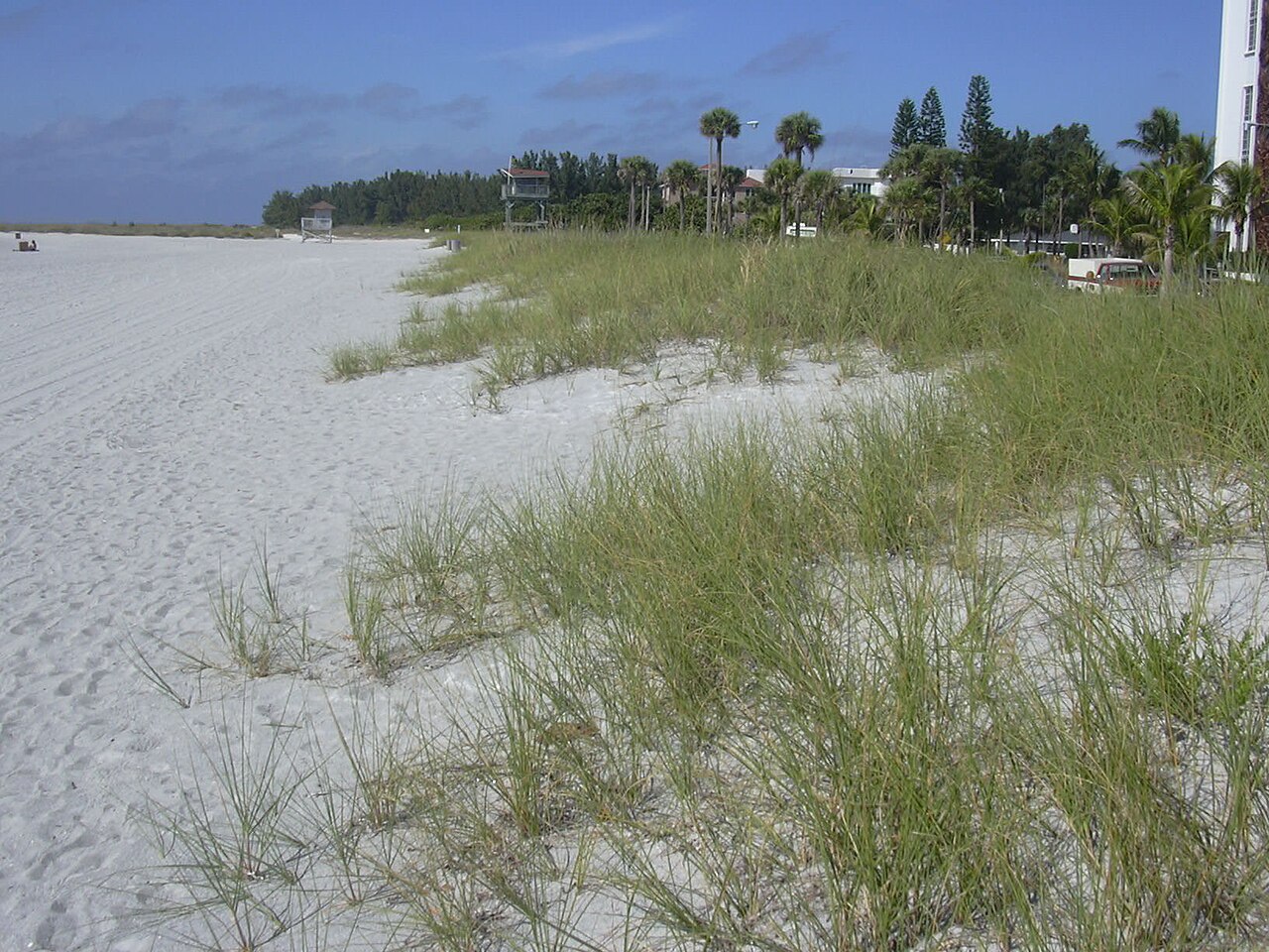 Seaoats: Uniola paniculata . Location: Florida, Lido Beach
