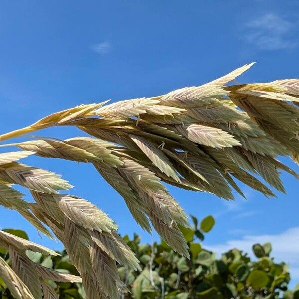 Seaoats (Uniola paniculata)
