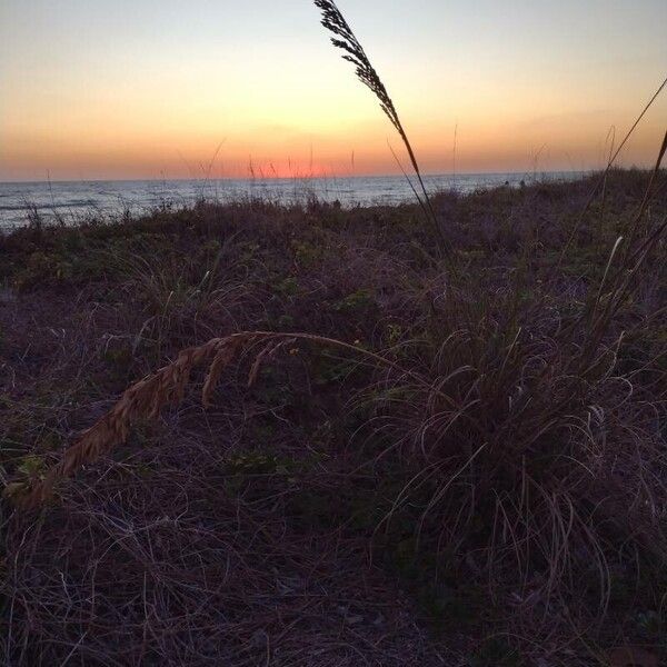 Seaoats (Uniola paniculata)