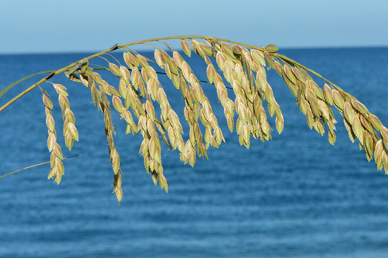 Seaoats: Sea Oats, Uniola paniculata , Sanibel Island, FL, USA