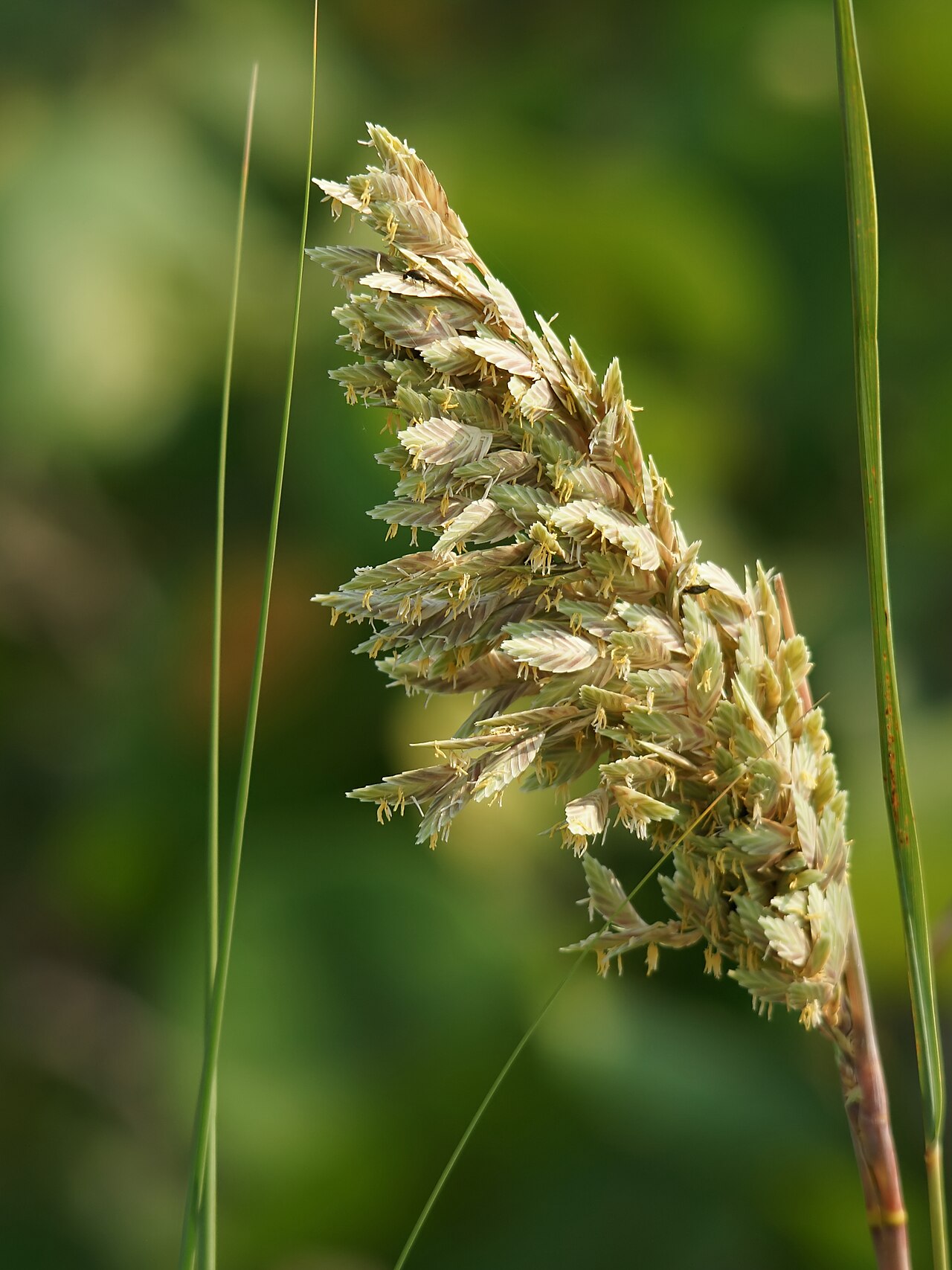 Seaoats: Sea oats at Sanibel Island in Lee County, Florida, U.S.A.