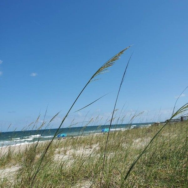 Seaoats (Uniola paniculata)