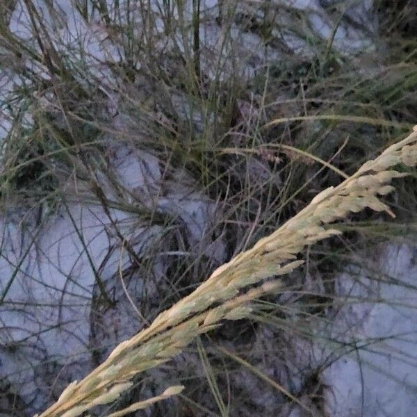 Seaoats (Uniola paniculata)