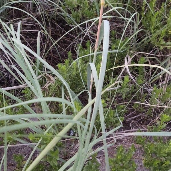 Seaoats (Uniola paniculata)