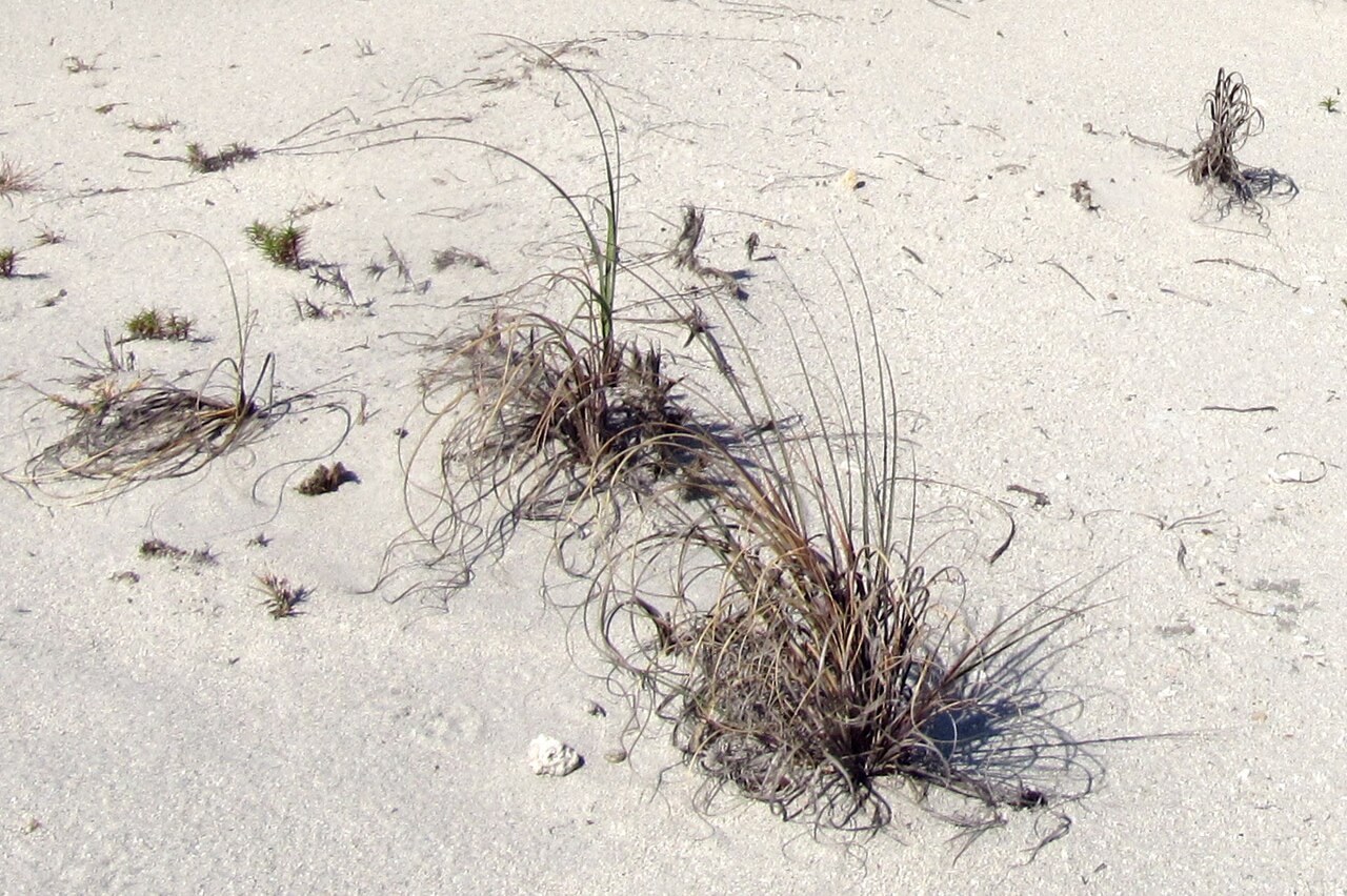 Seaoats: Sea Oats ( Uniola paniculata ) on a sand dune at John U. Lloyd Beach State Park, Florida.