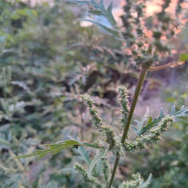 Hemp nettle (Urtica cannabina)