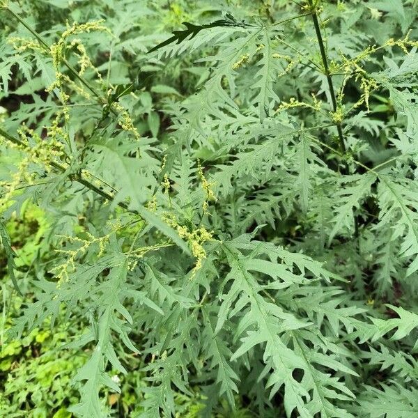 Hemp nettle (Urtica cannabina)